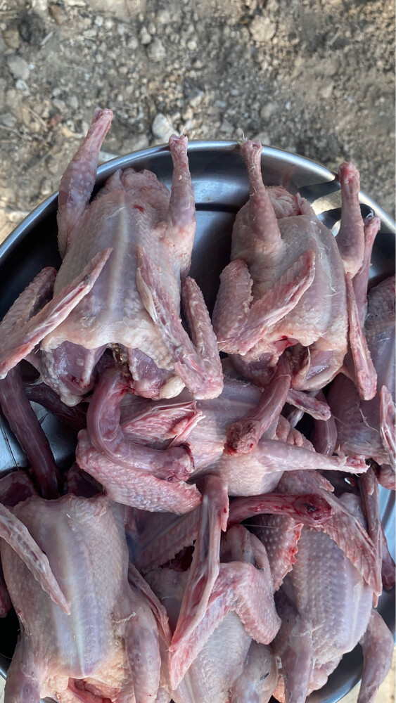 فرخ حمام جازل - 3