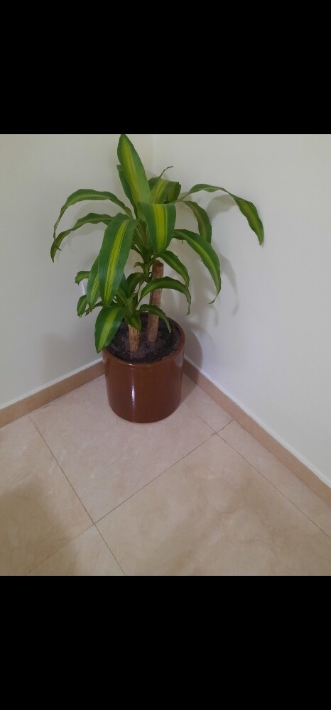 planting pot - 2