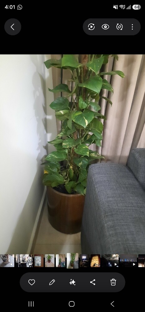 planting pot - 1