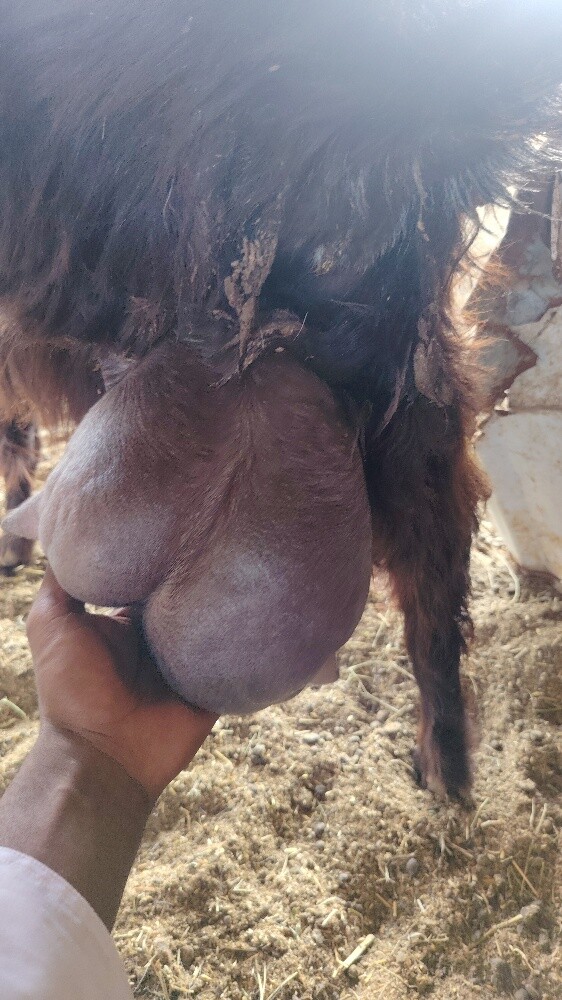 للبيع عنز عارضيه حلييييب - 3