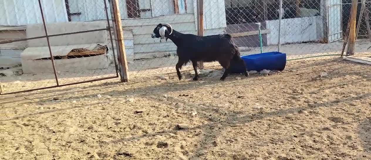 للبيع عنز عارضيه حلييييب - 1