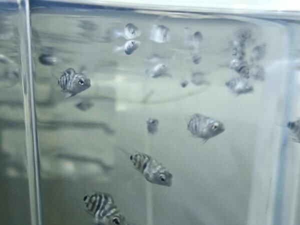 Polar Blue Parrot Cichlid 4 month - 1