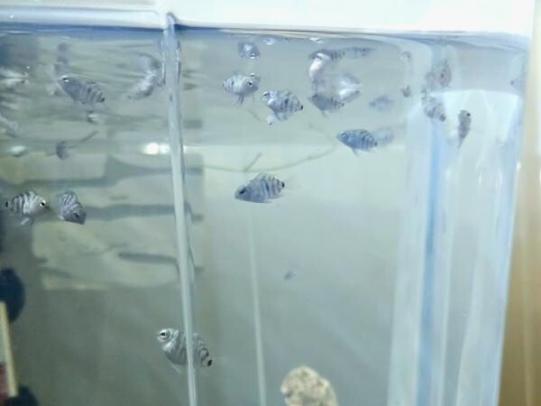 Polar Blue Parrot Cichlid 4 month - 2