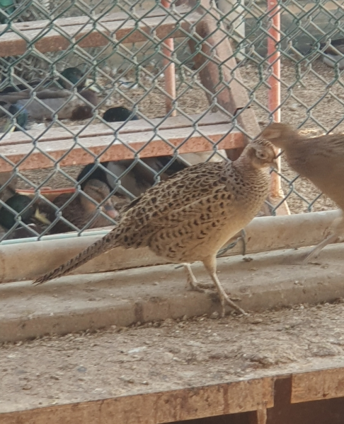 test - 4