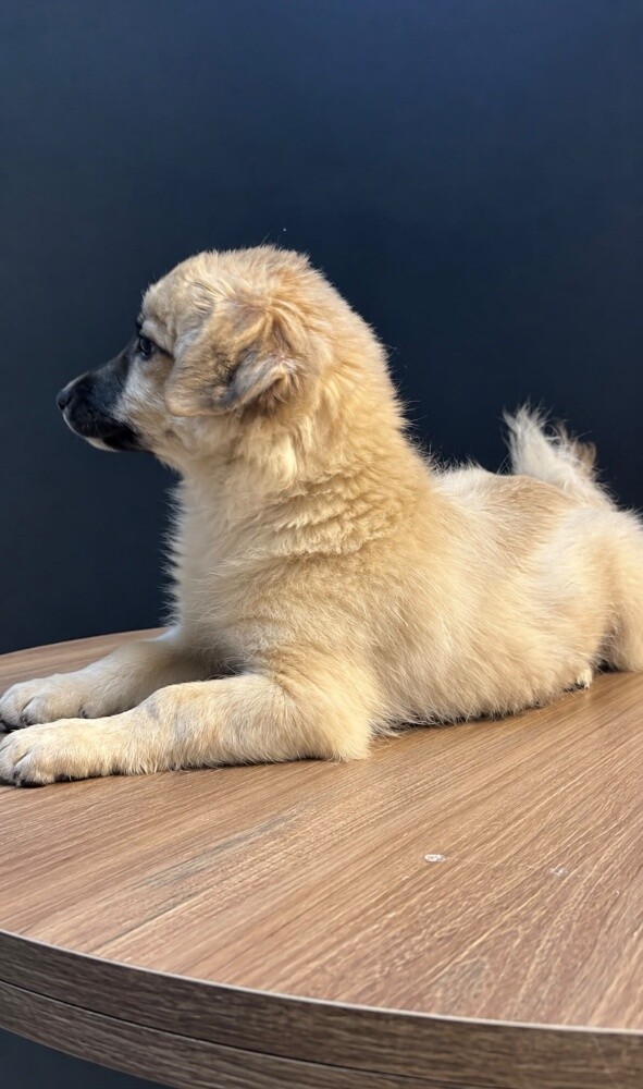 pomeranian X JackRussel - 2