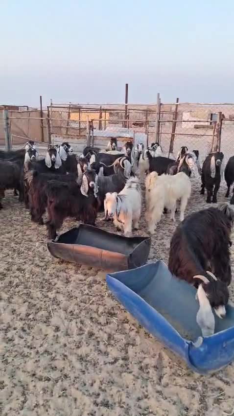 عوارض دفيع - 1