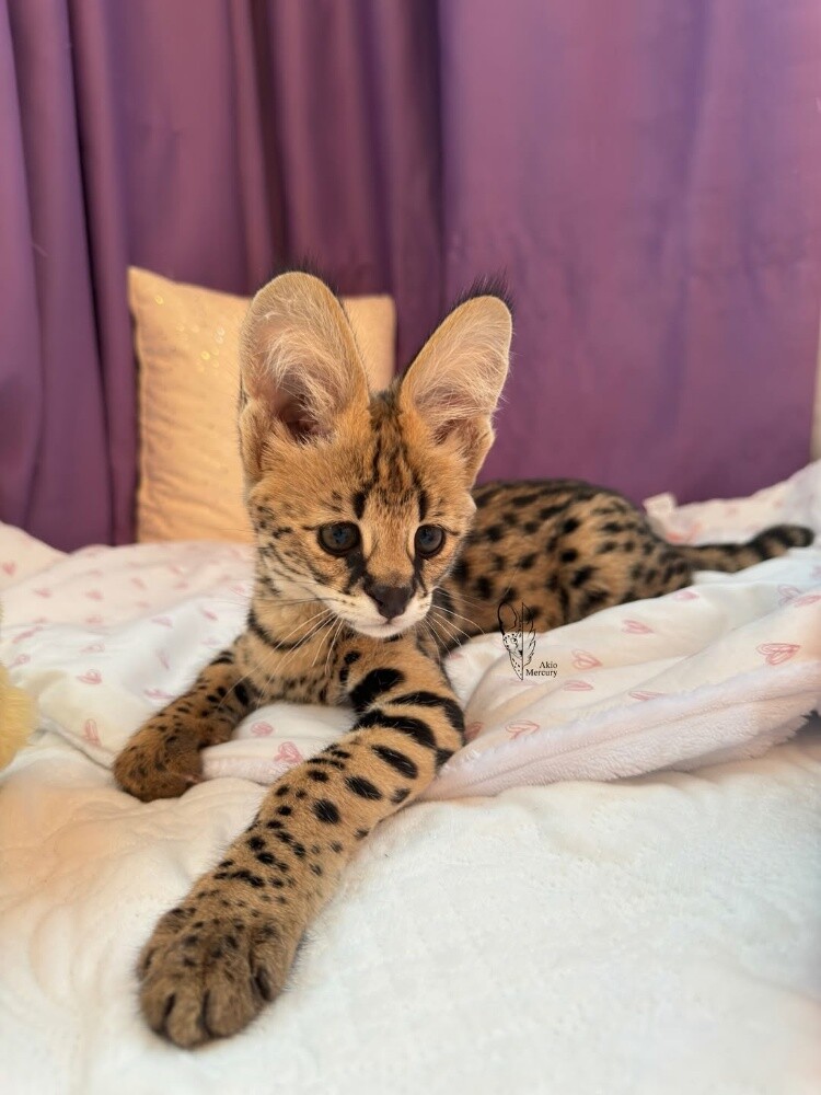 Serval kittens for sale - 2