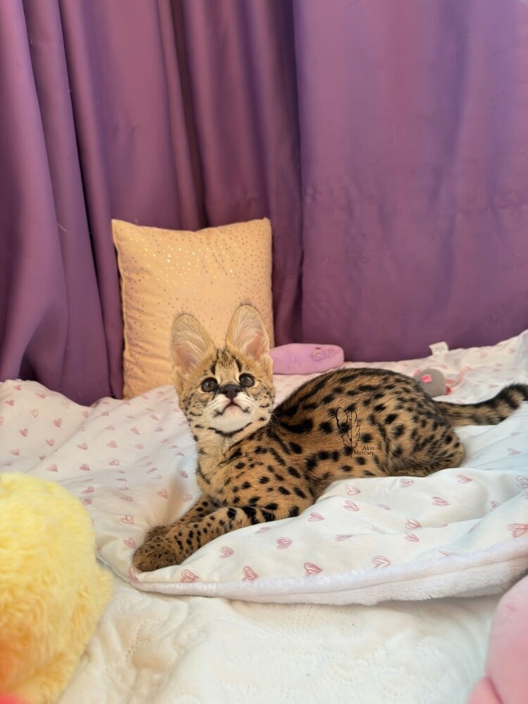 Serval kittens for sale - 1