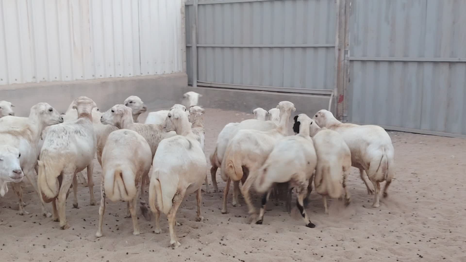 للبيع طمطم - 1