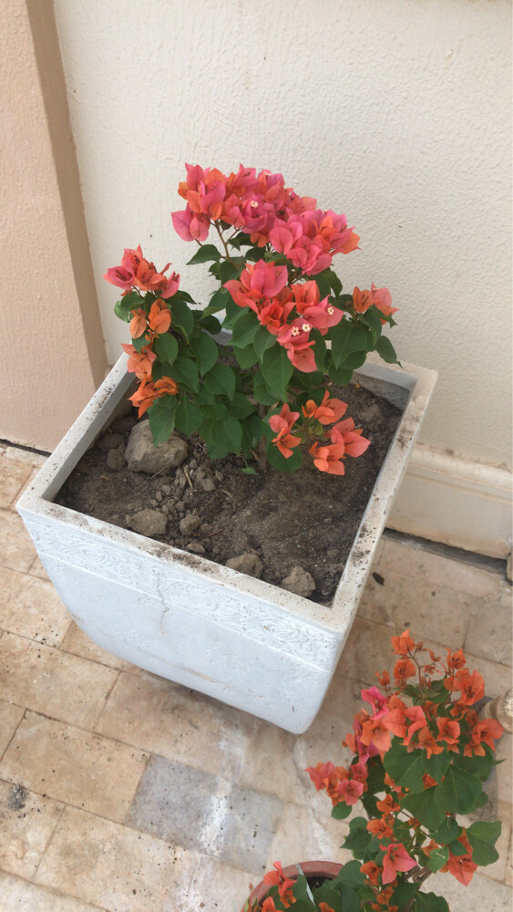ورود واشجار - 7