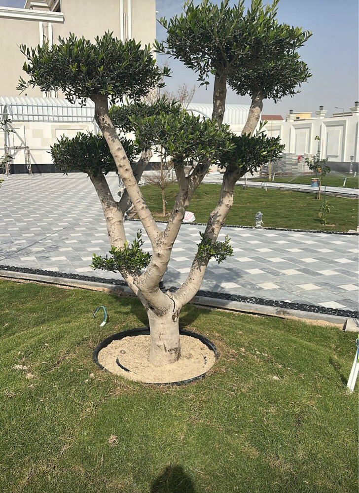 ورود واشجار - 1