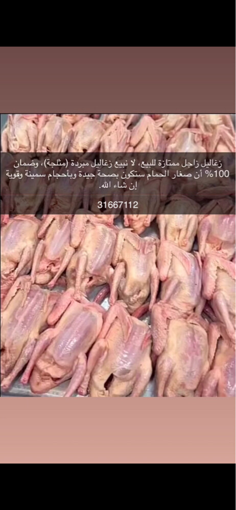 زغاليل - 2