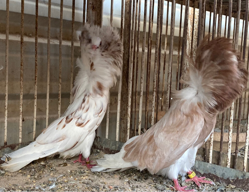 جوز جاكوبين سبلاش - 2