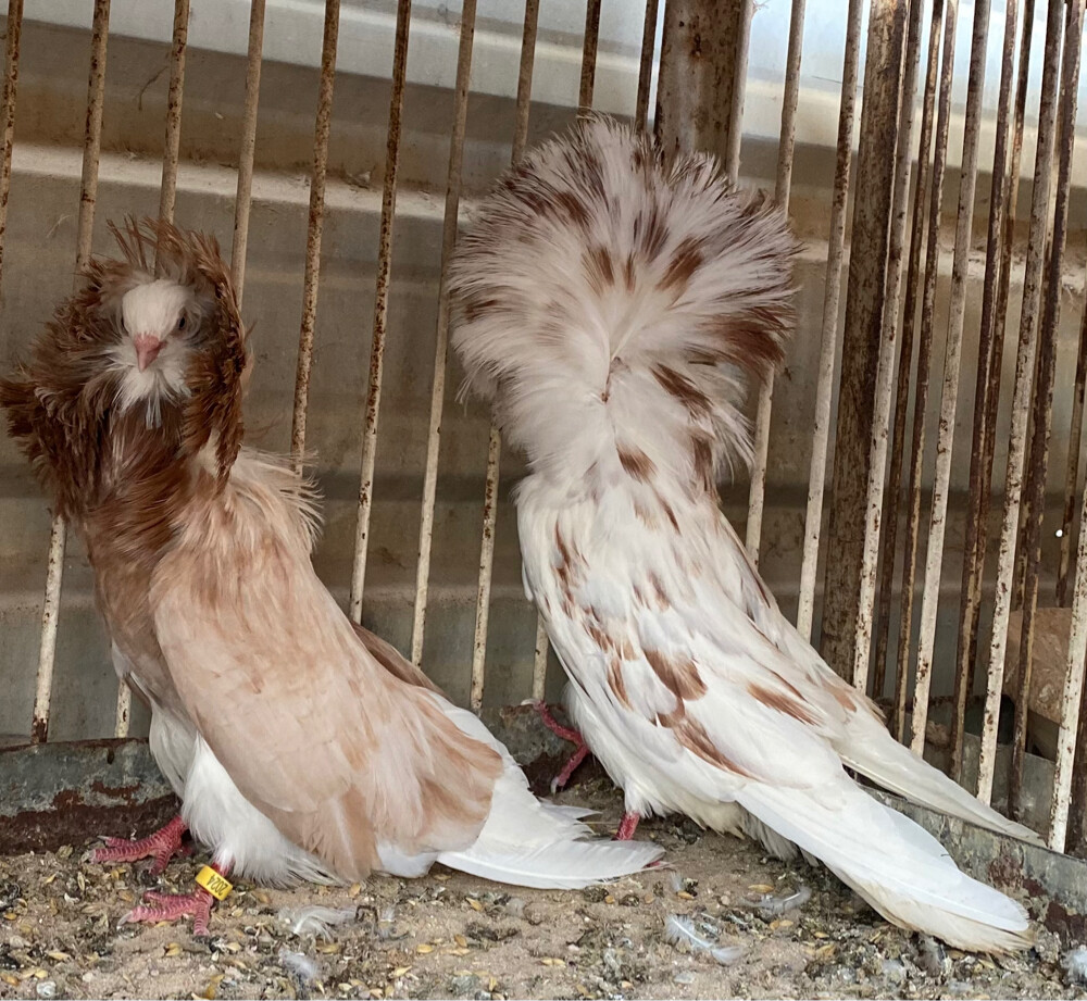 جوز جاكوبين سبلاش - 4