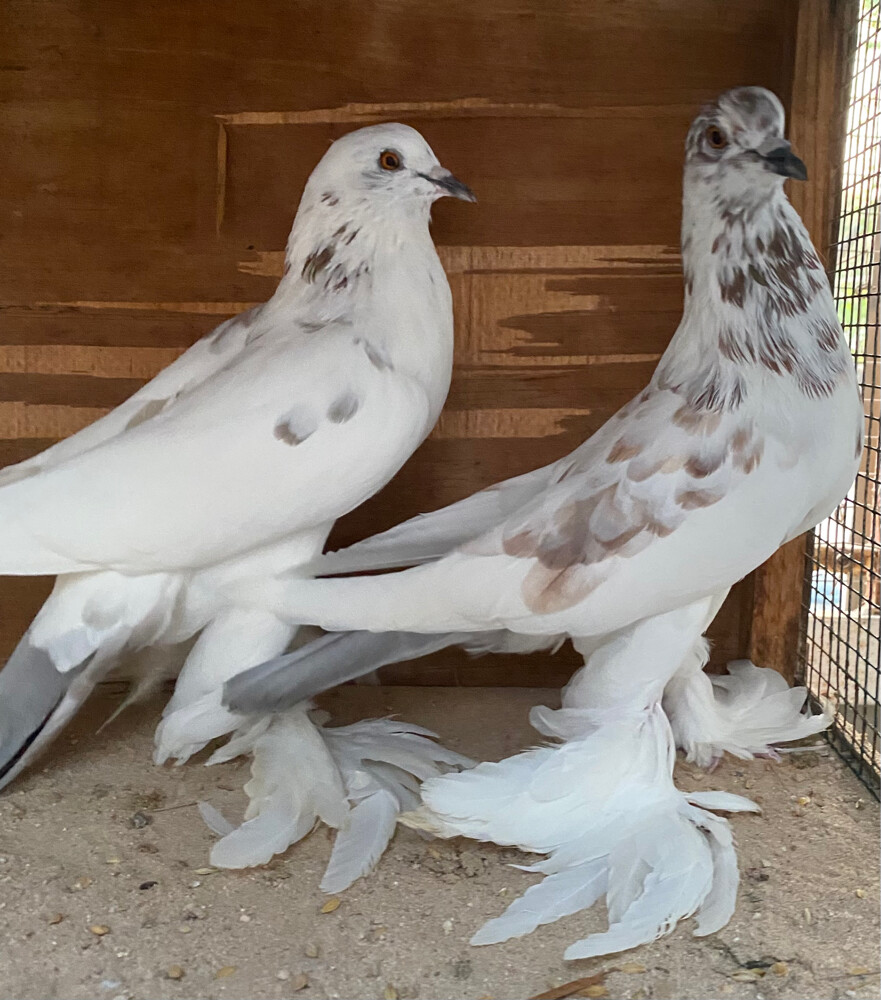 جوز نفاخ فرزل - 3
