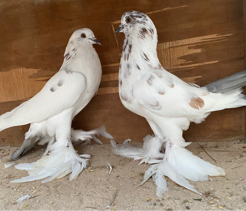 جوز نفاخ فرزل - 5