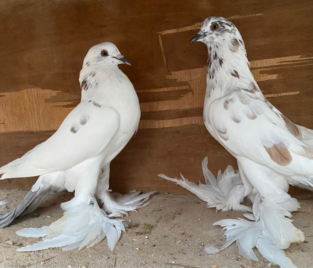 جوز نفاخ فرزل - 4