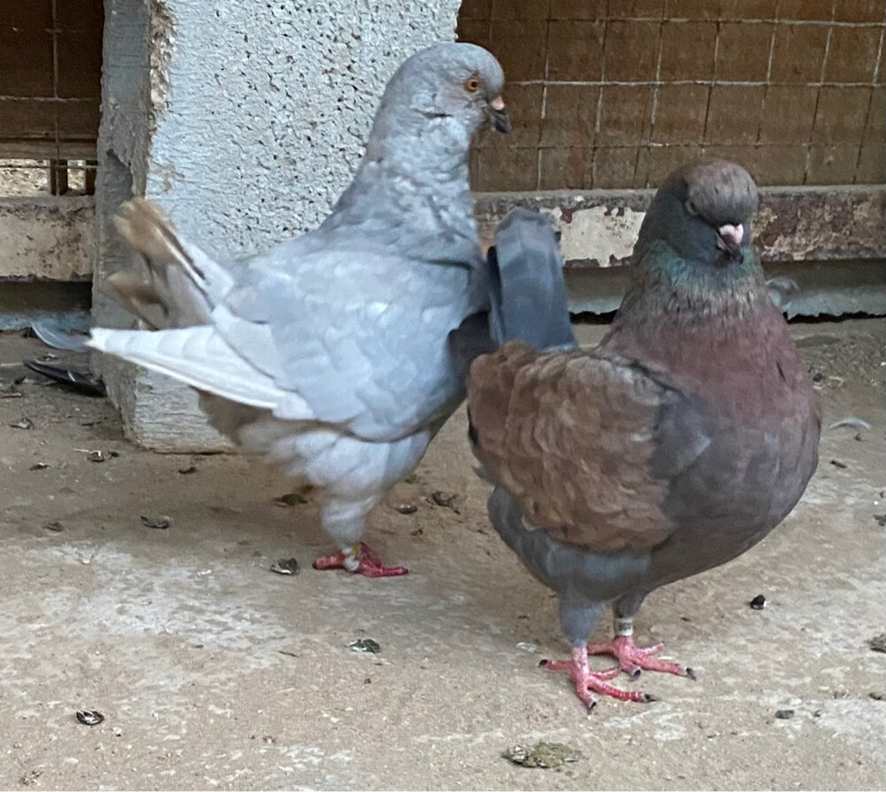جوز كنق و مدينه  - 5