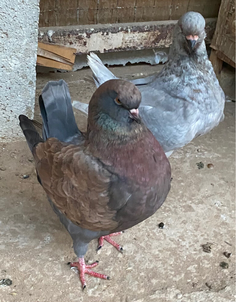 جوز كنق و مدينه  - 4