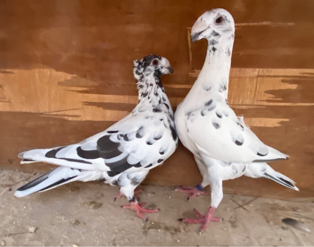 جوز هومر قرزل - 3