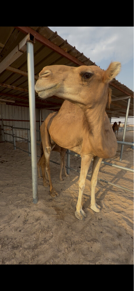 خلفه بكر - 3