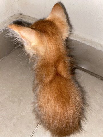 ginger - 2