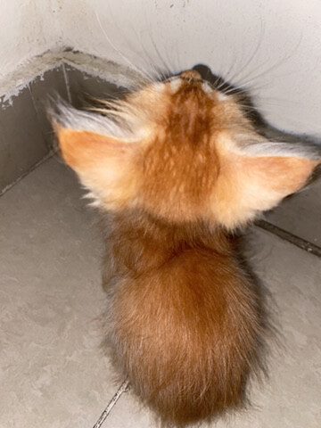 ginger - 3