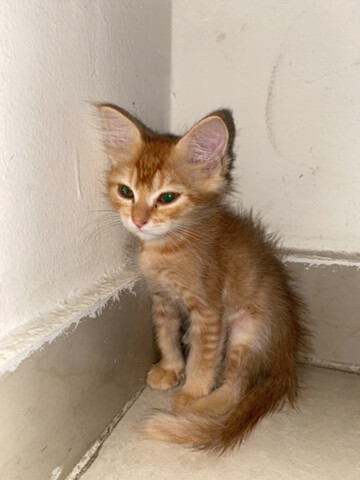 ginger - 1