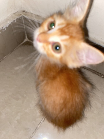 ginger - 4