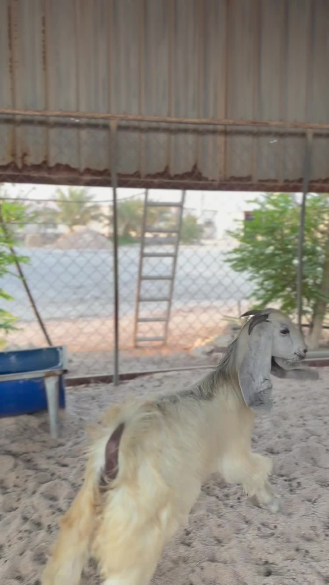جمده مغلقه - 1