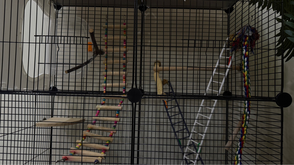 Bird cage - 2