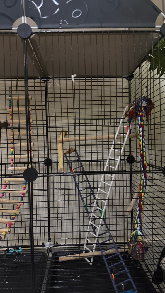 Bird cage - 5