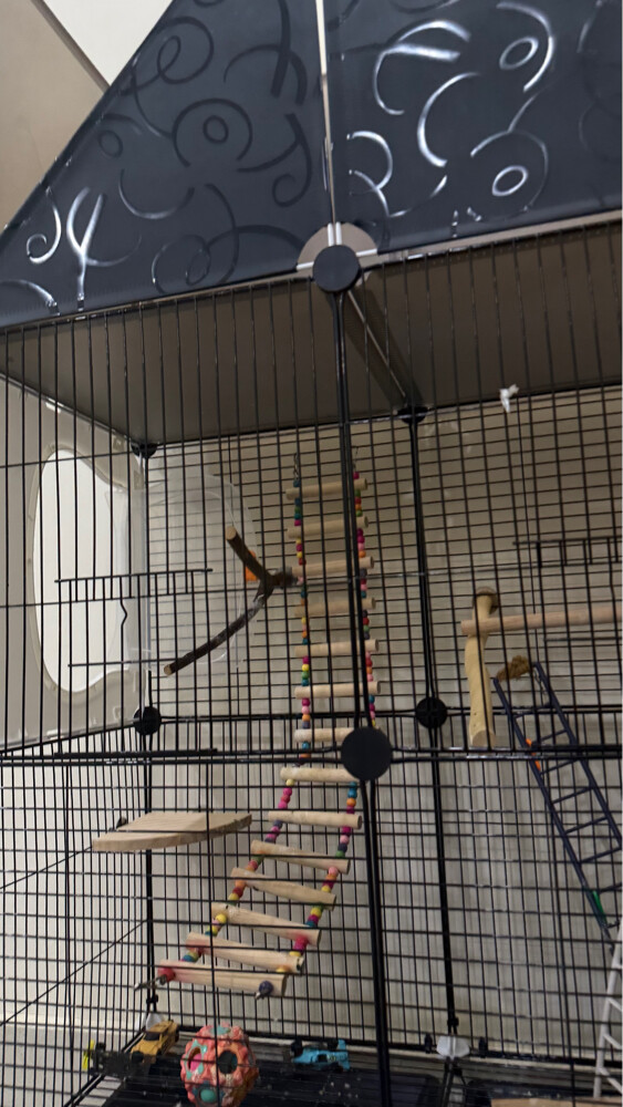 Bird cage - 3