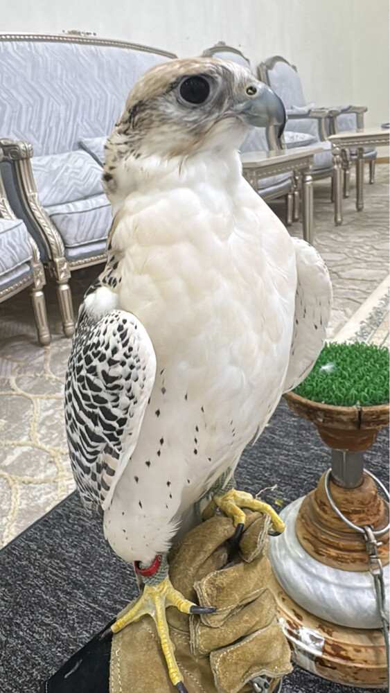 للبيع  - 2