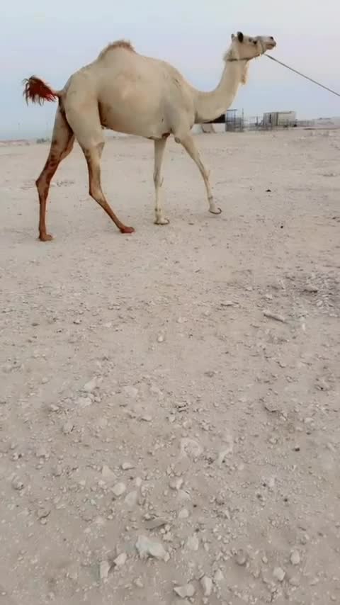 متلي طيبه - 1