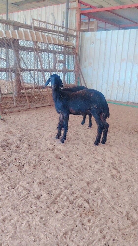 رخال تنايه عرب - 4