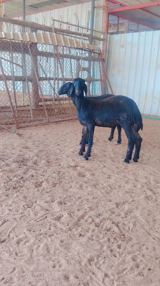 رخال تنايه عرب - 3