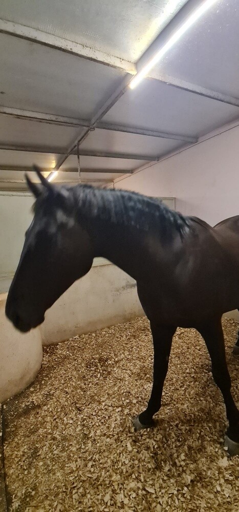 Black Threadbird - 3