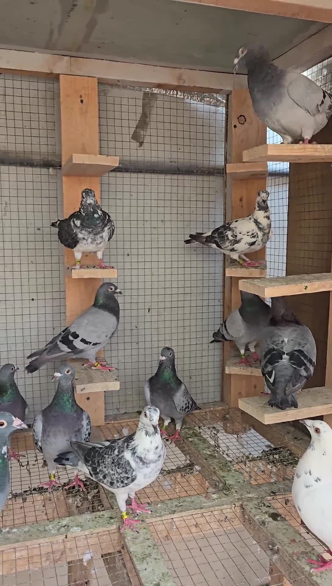 Racing piegon total sale - 1