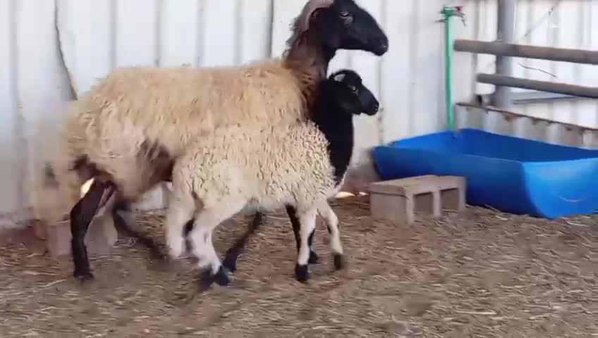 للبيع شاه وليد طيبه - 1