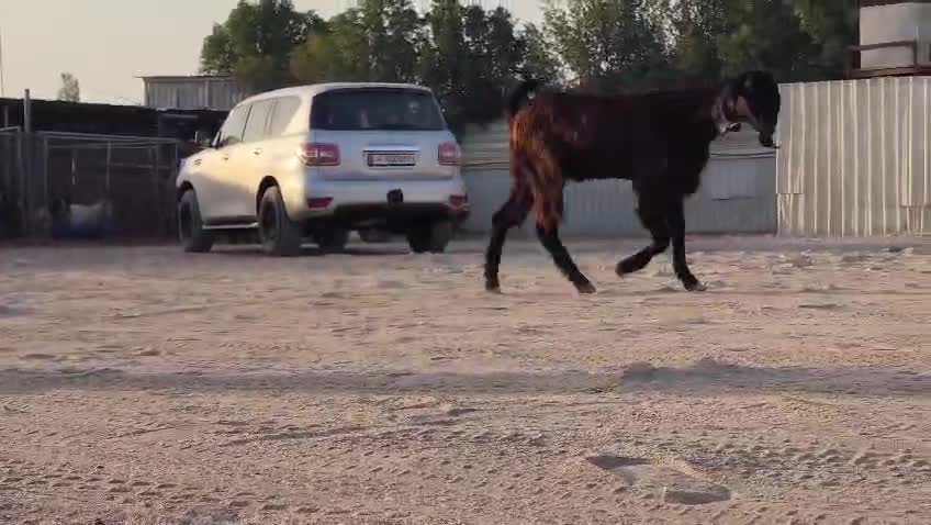 للبيع فحل قبرصي فااااااخر - 1