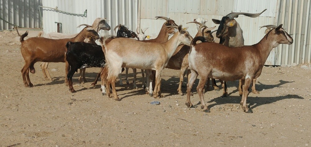 للبيع معزه عمنيااااااات طيبه دفيع - 4