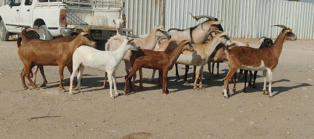 للبيع معزه عمنيااااااات طيبه دفيع - 1