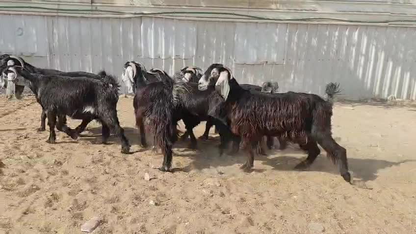 للبيع معزه عوارض طيبه دفيع - 4