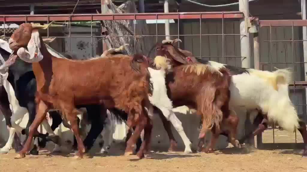 للبيع معزه هولنديات صنف فاخره - 3