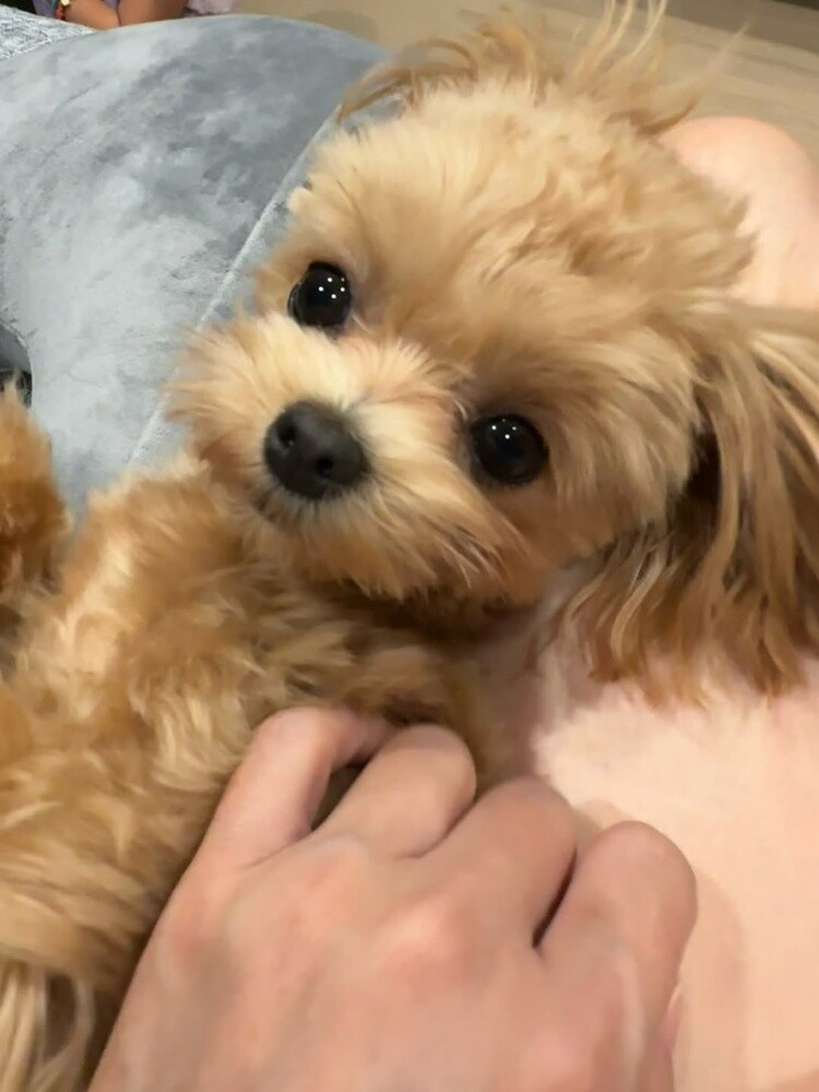 Teacup Poodle Puppy - 3