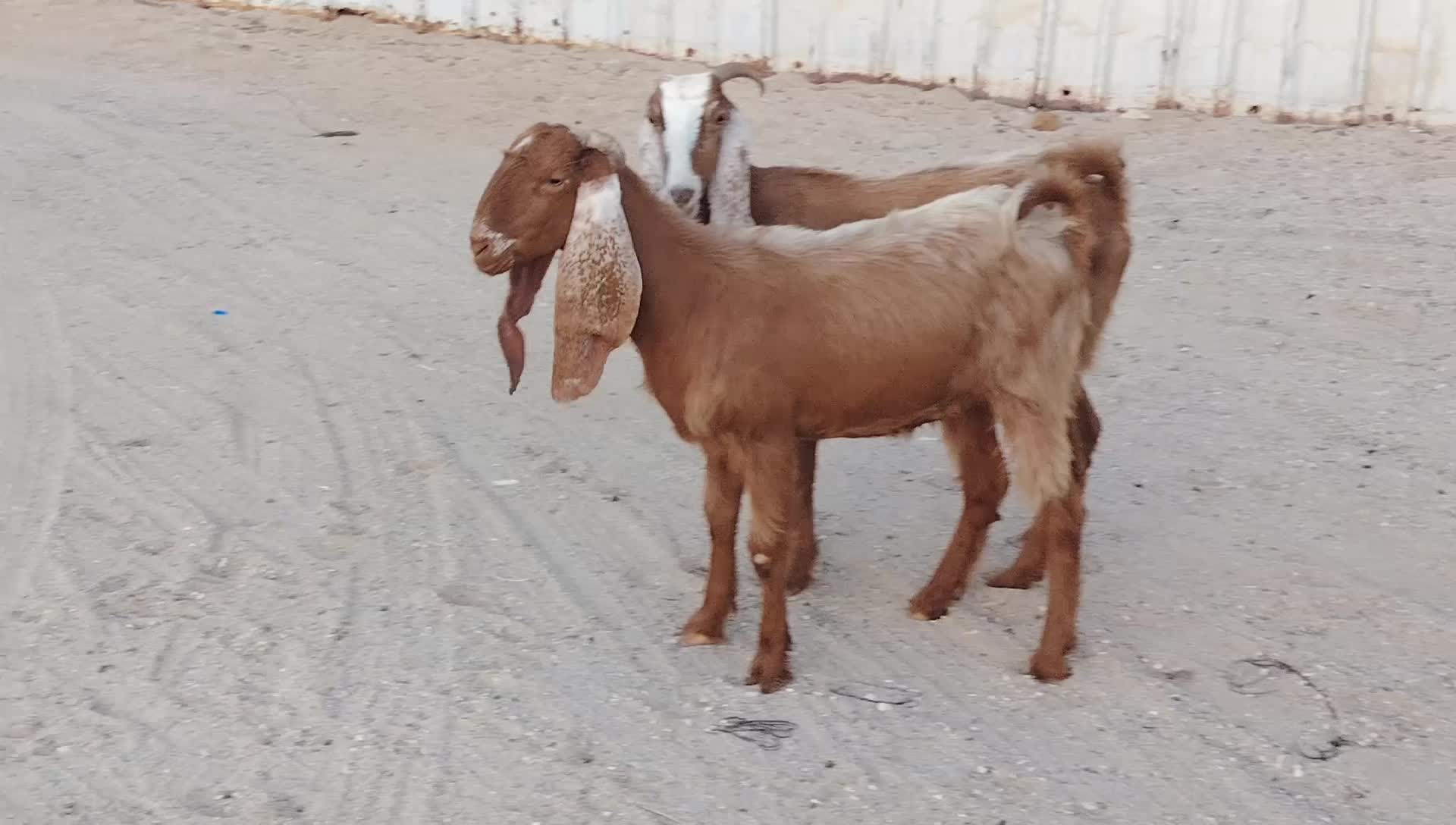 جمد مشاريك - 1