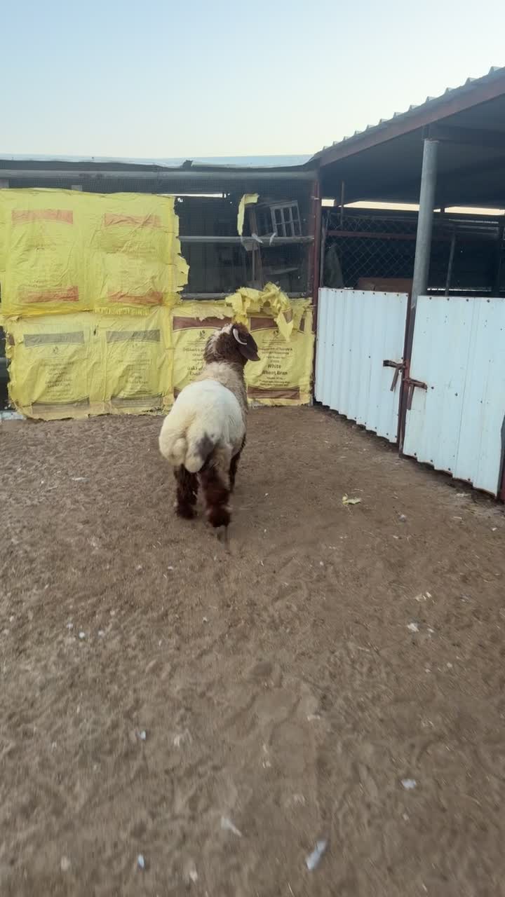 للبيع خرفان سوريه سمان - 1