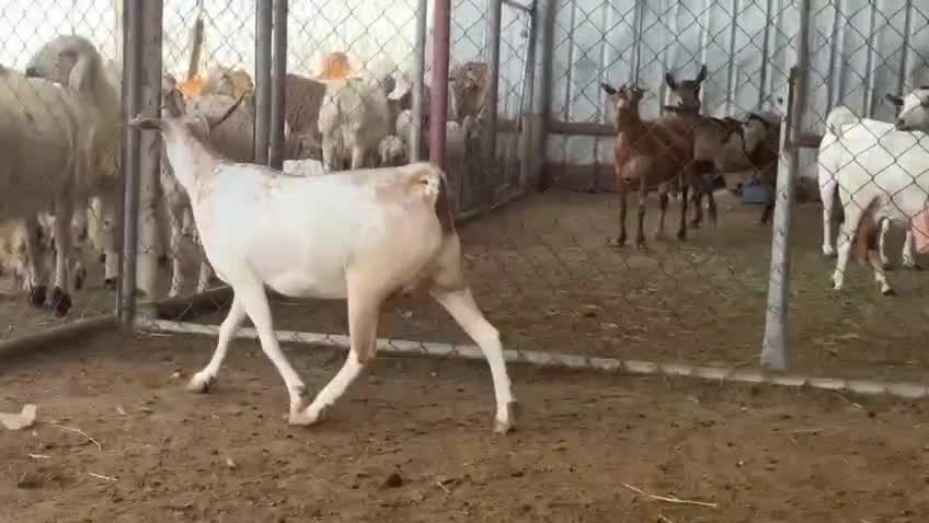 عنز عمانيه متيله فاخره بكر ثنية - 5