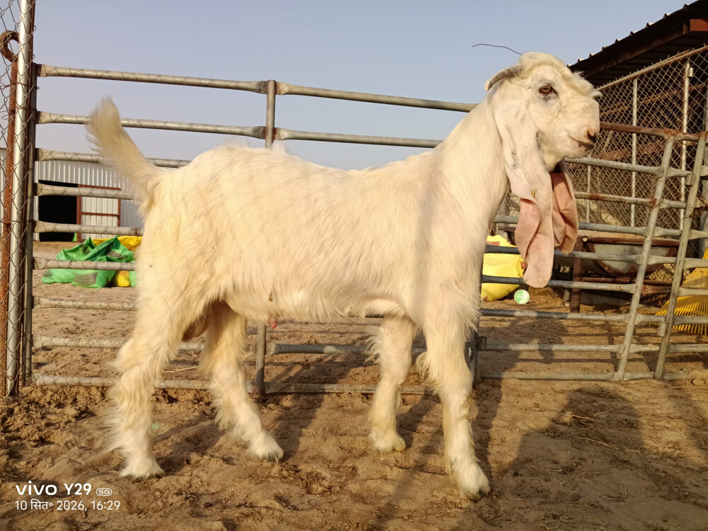 مشروع فحل - 2